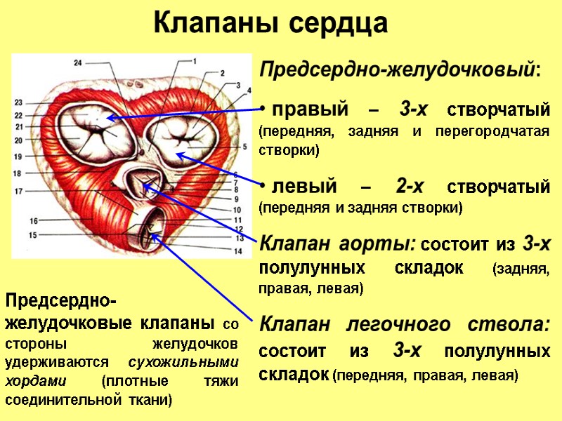 Клапаны сердца Предсердно-желудочковый:  правый – 3-х створчатый (передняя, задняя и перегородчатая створки) 